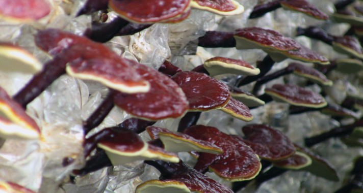 A csodagomba - Ganoderma