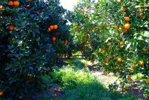 A narancs nemcsak finom