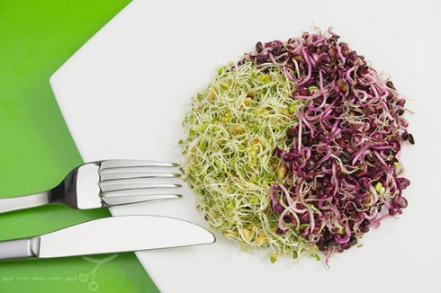 Mi fán terem a csíra I. rész