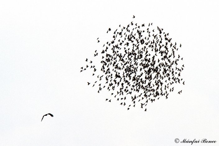 Vadakat terelő juhász