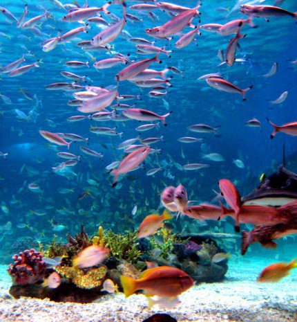 Az Óceánok Világnapja