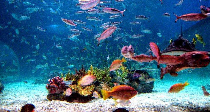 Az Óceánok Világnapja