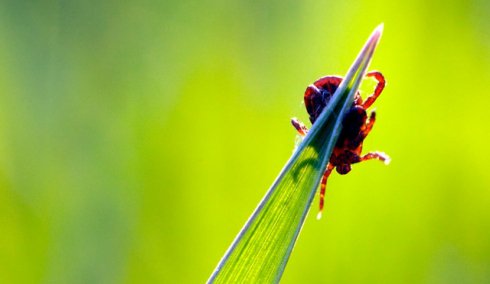 A kullancscsípés húsallergiát okozhat?