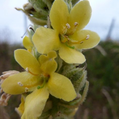 Molyhos ökörfarkkóró