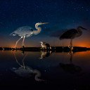 Magyar fotósé az év madárfotója - Stylenews, divat, életmód, stílus