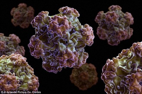 Japán gombával a HPV ellen