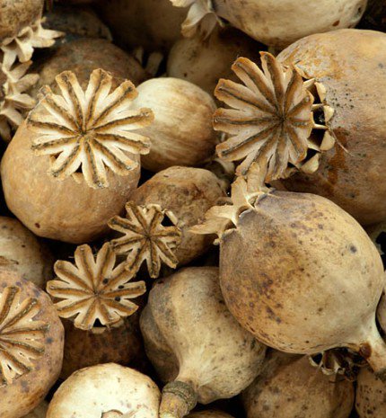 Mákolaj, a természetes nyugtató