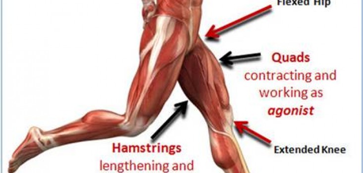 Lábnyújtás gépen - a hatékonyság és a sérülésveszély aspektusából