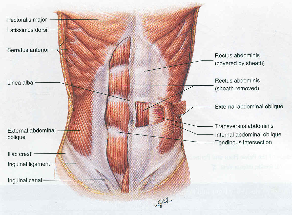 Прямая мышца где. Linea Alba abdominis. Пресс мышцы живота. Абдоминальные мышцы живота. Строение мышц живота.