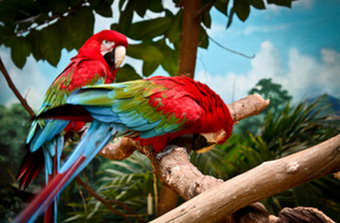 A világ legszebb madarai