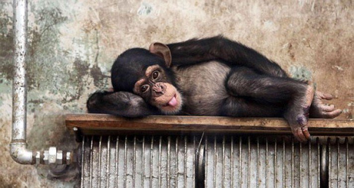 Állatok szívmelengető pillanatai