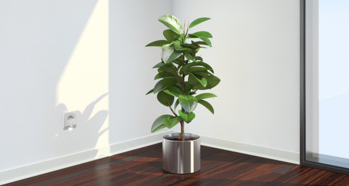 Szobanövények, amelyek tisztítják a levegőt