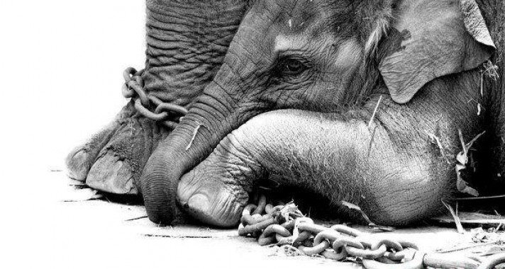 A cirkusz valódi, sötét arca