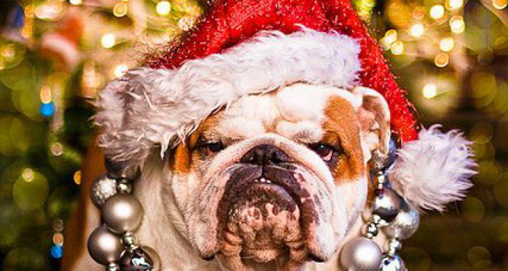 Kisállatok karácsonyi hangulatban