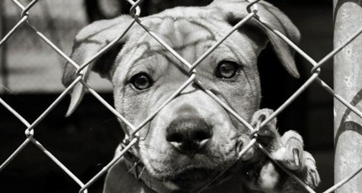 Így segíthetsz a rászoruló kisállatokon