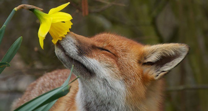 Képgaléria édes virágillatba beleszippantó kisállatokról