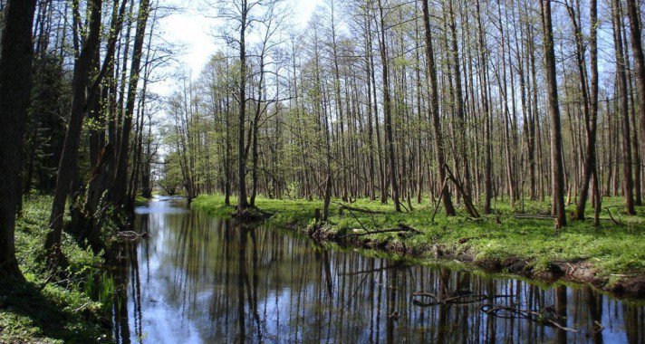 Európa utolsó ősrengetege, a Bialowieza-erdő