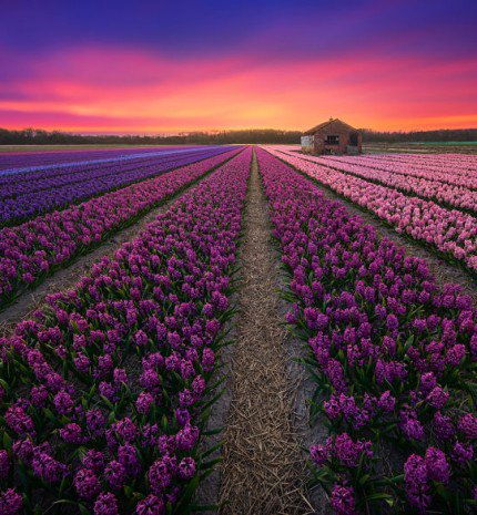 Lenyűgöző Hollandia