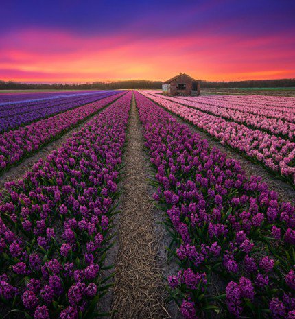 20 festői szépségű fénykép a különleges Hollandiáról
