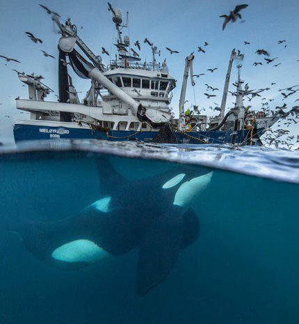 Íme az Év természetfotósa 2016 döntőseinek képei