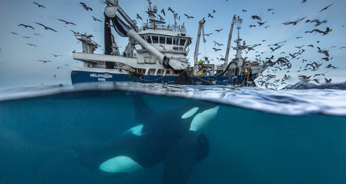 Íme az Év természetfotósa 2016 döntőseinek képei